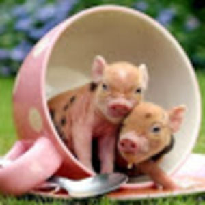 Meet your Posher, Juliet